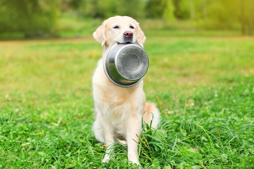 Biszkoptowy labrador z metalową miską w pysku