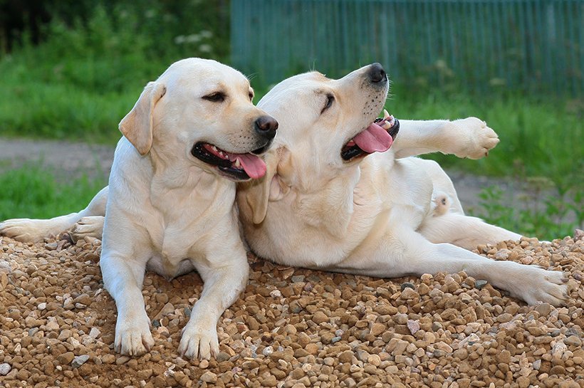 dwa psy leżą na trawie