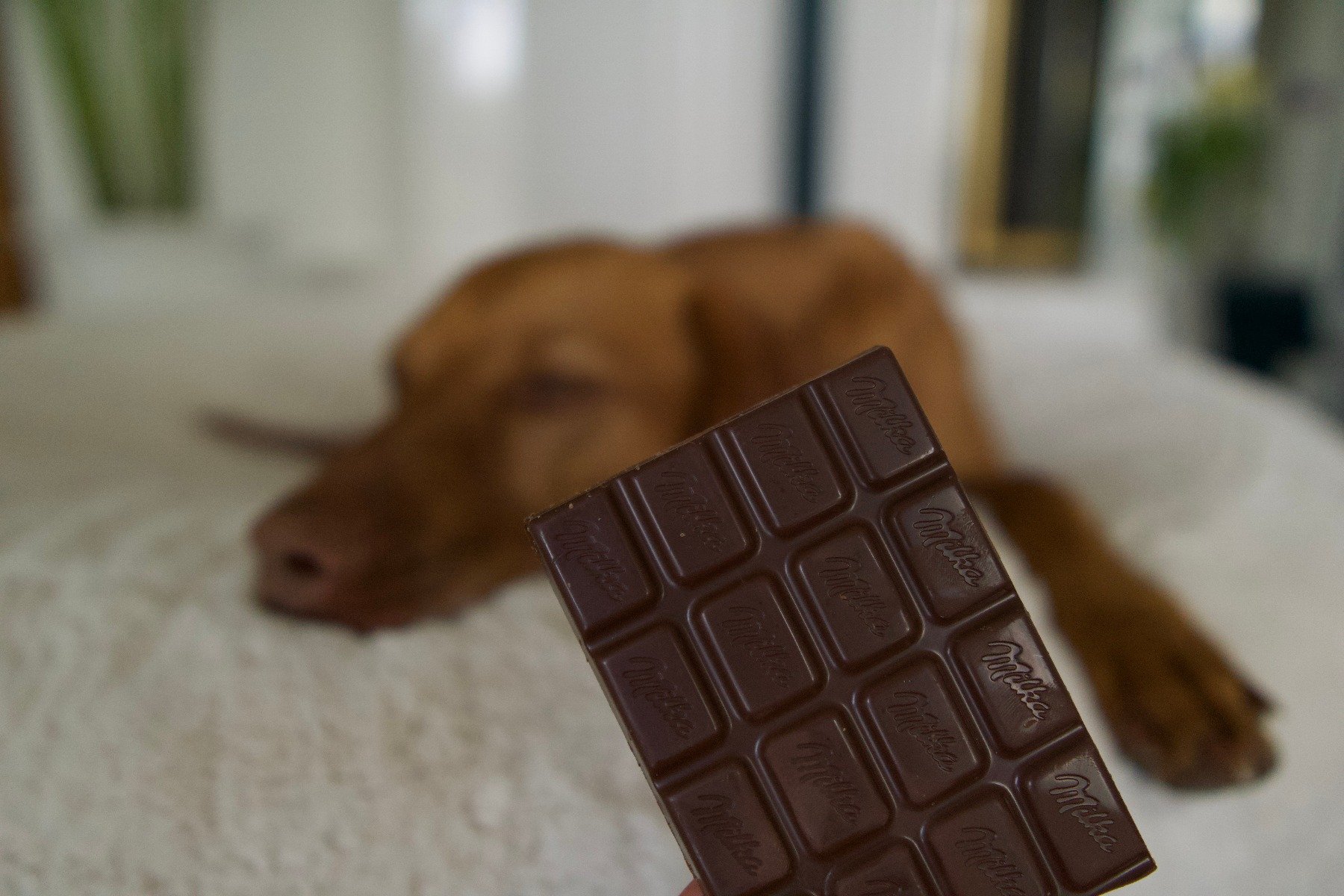 pies i czekolada