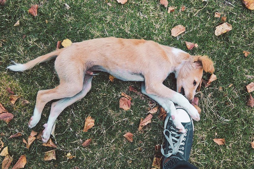 Szczeniak gryzie but