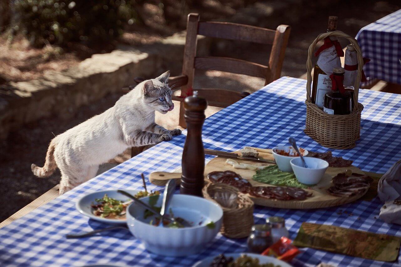 Biały kot skradający się do stołu z jedzeniem