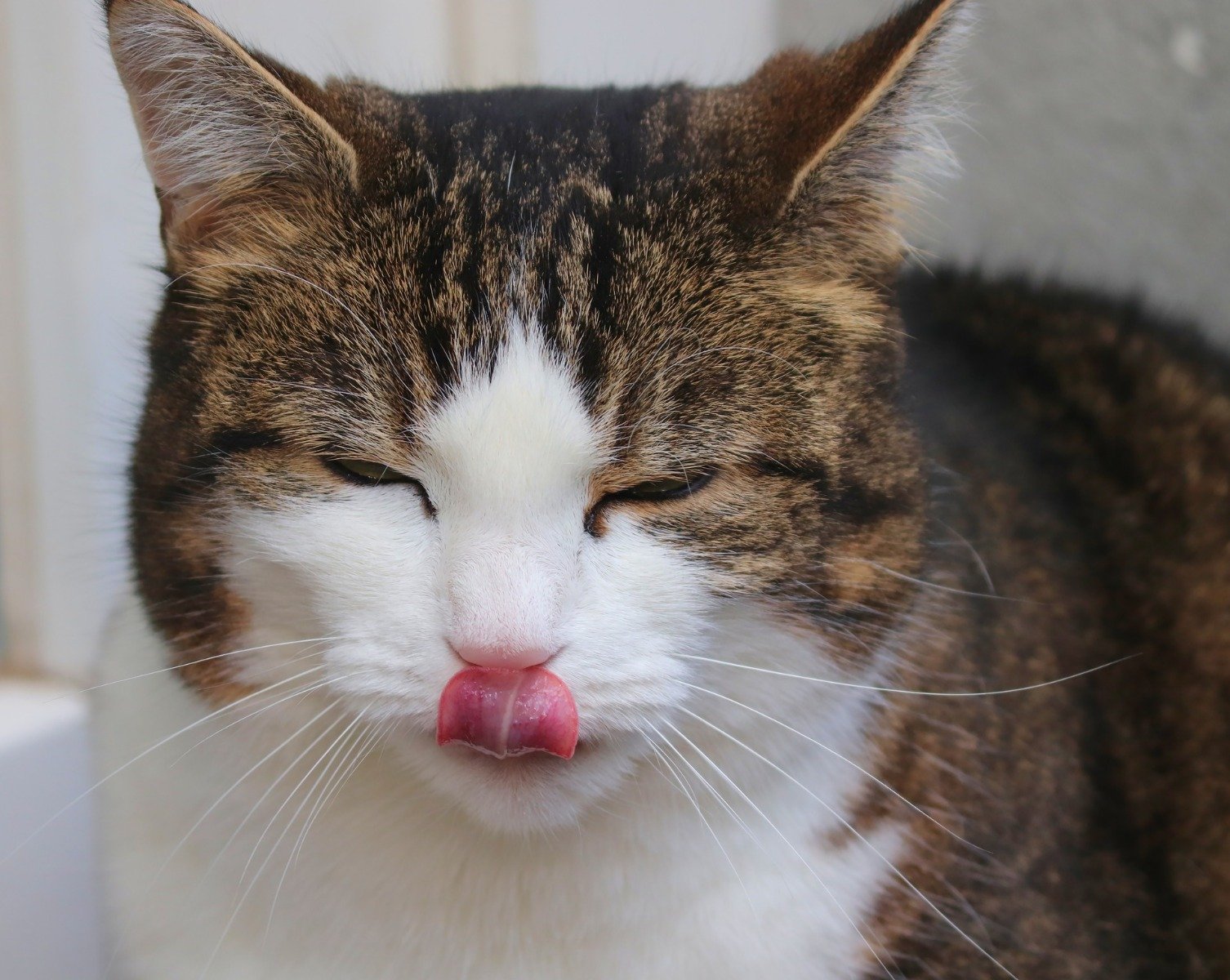 Kot dotyka językiem swojego pyszczka