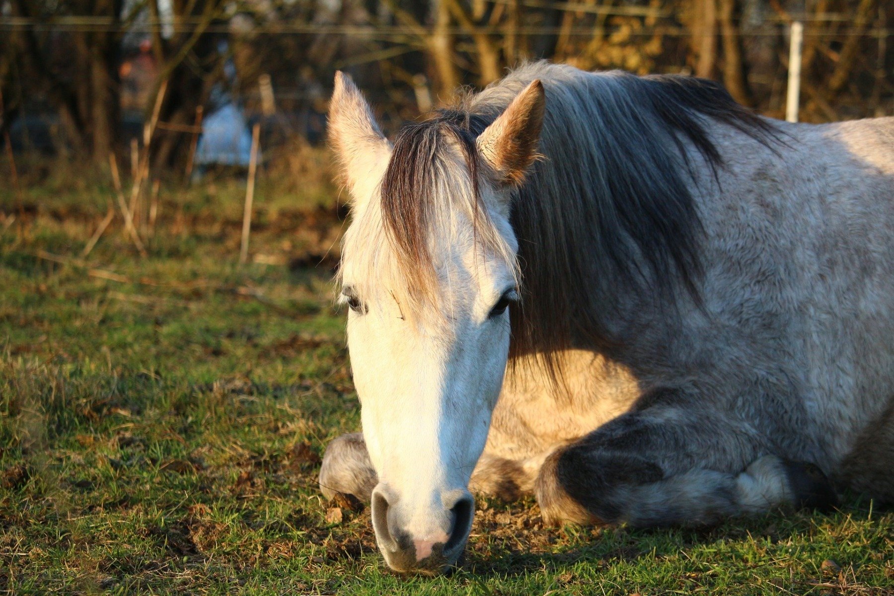 biały koń na trawie