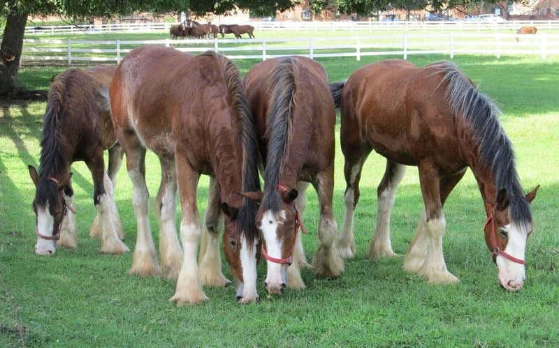 Konie Clydesdale jedzą na łące