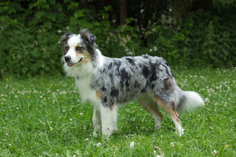 Border Collie na trawie