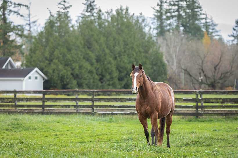 starszy koń biegnie po łące