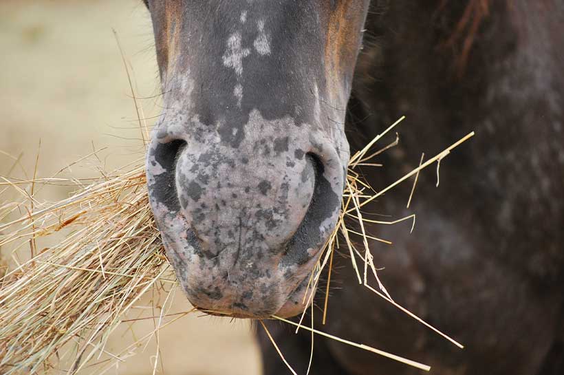 Brązowy koń je siano