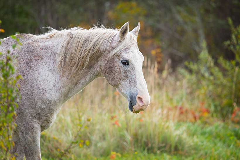 starszy koń na łące