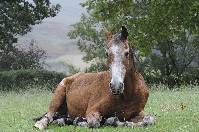 Starszy koń leży na trawie