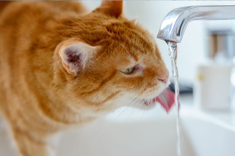 Rudy kot pijący wodę z kranu.
