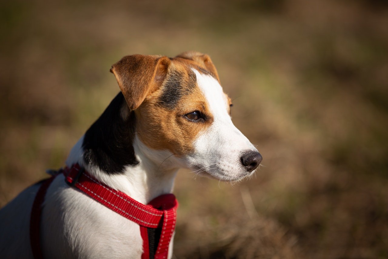 Jack Russell Terrier - cechy charakteru