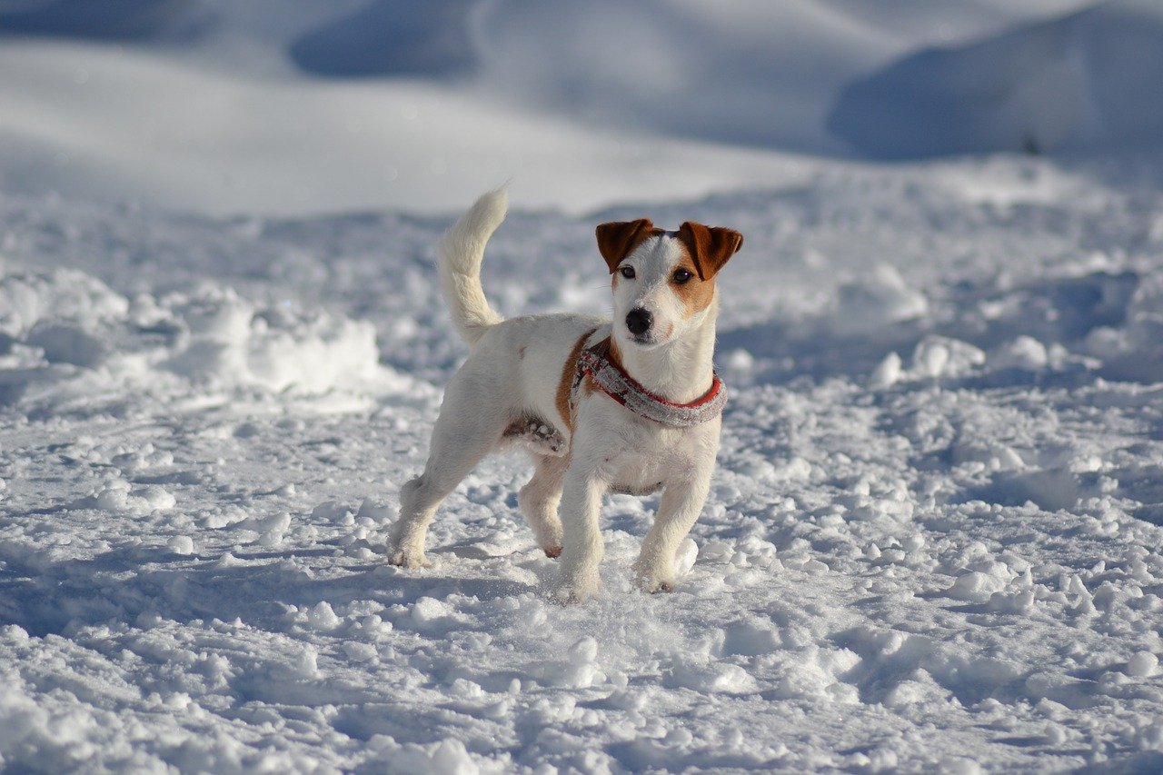 Jack Russell Terrier: krępa budowa ciala