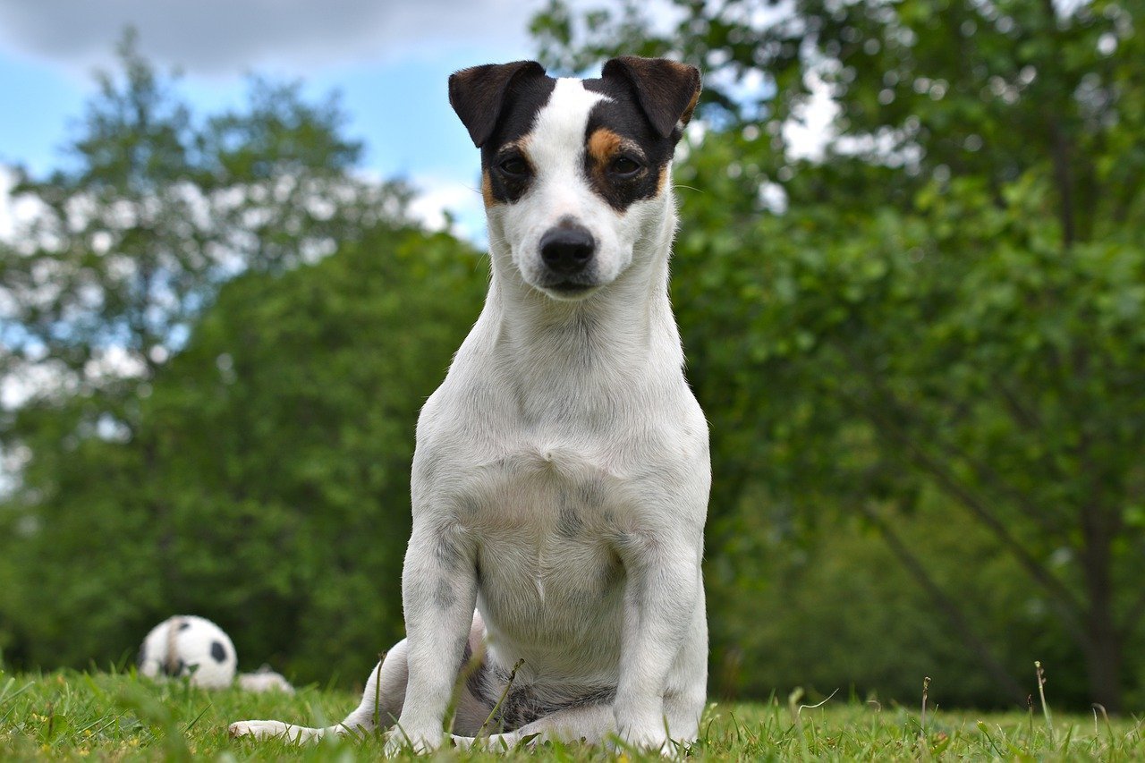 Pies Jack Russell - dla osob aktywnych