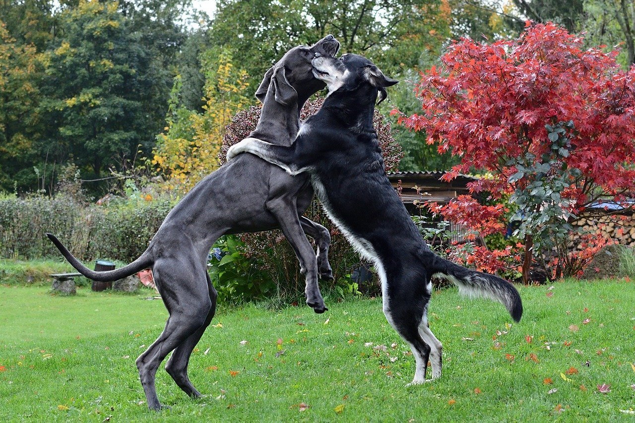 Встречаются две собаки. Порода собак Королевский дог. Немецкий дог ЗКС. Королевский дог и Доберман. Немецкий дог и Доберман.