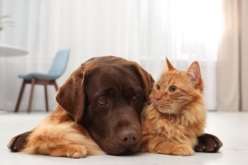 Rudawy kot i brązowy pies leżący na podłodze wtuleni w siebie.