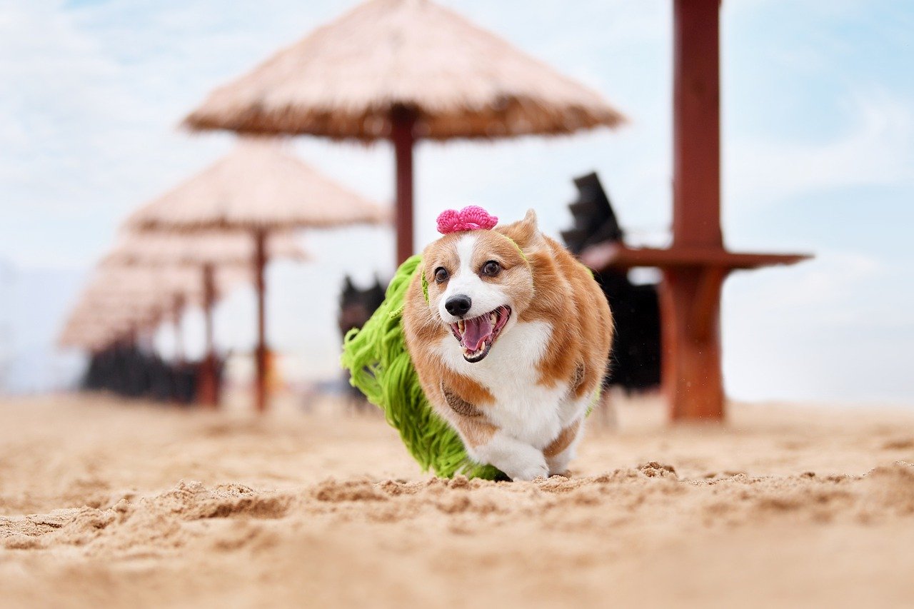 radosny pies biegnie po plaży