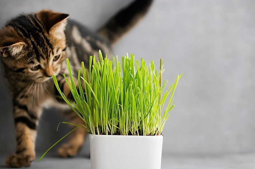 Kot wąchający trawę w doniczce. 
