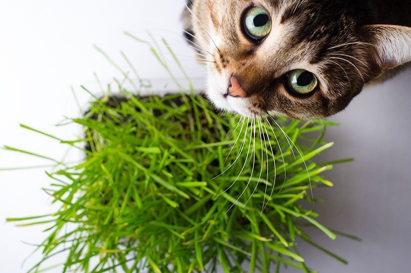  Pręgowany kot obok doniczki z kocią trawą 