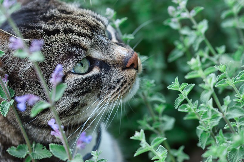 Szary kot wąchający w ogrodzie kocimiętkę.