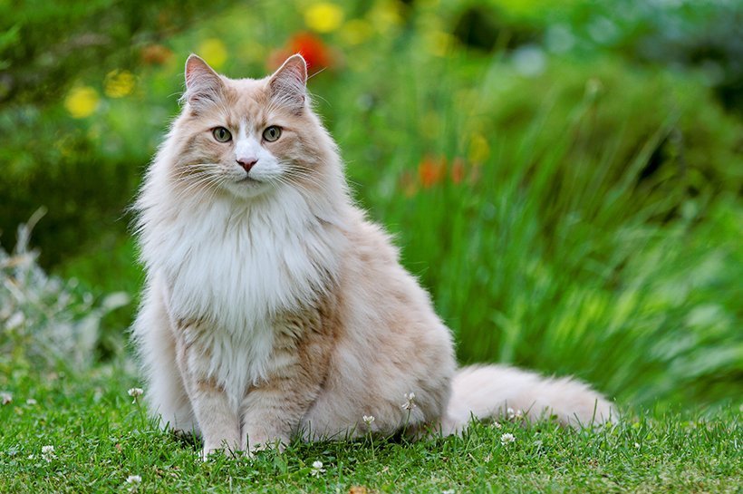 Kremowo-biały kot siedzący na trawie w ogrodzie 