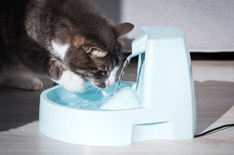 Kot pijący wodę