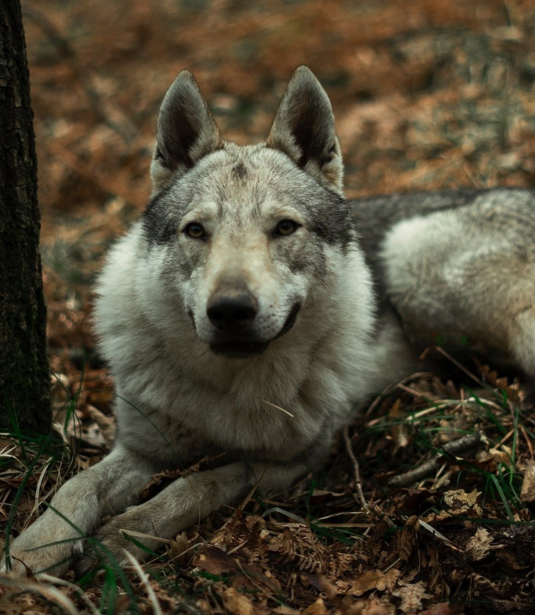 zwei-hunde-auf-gras