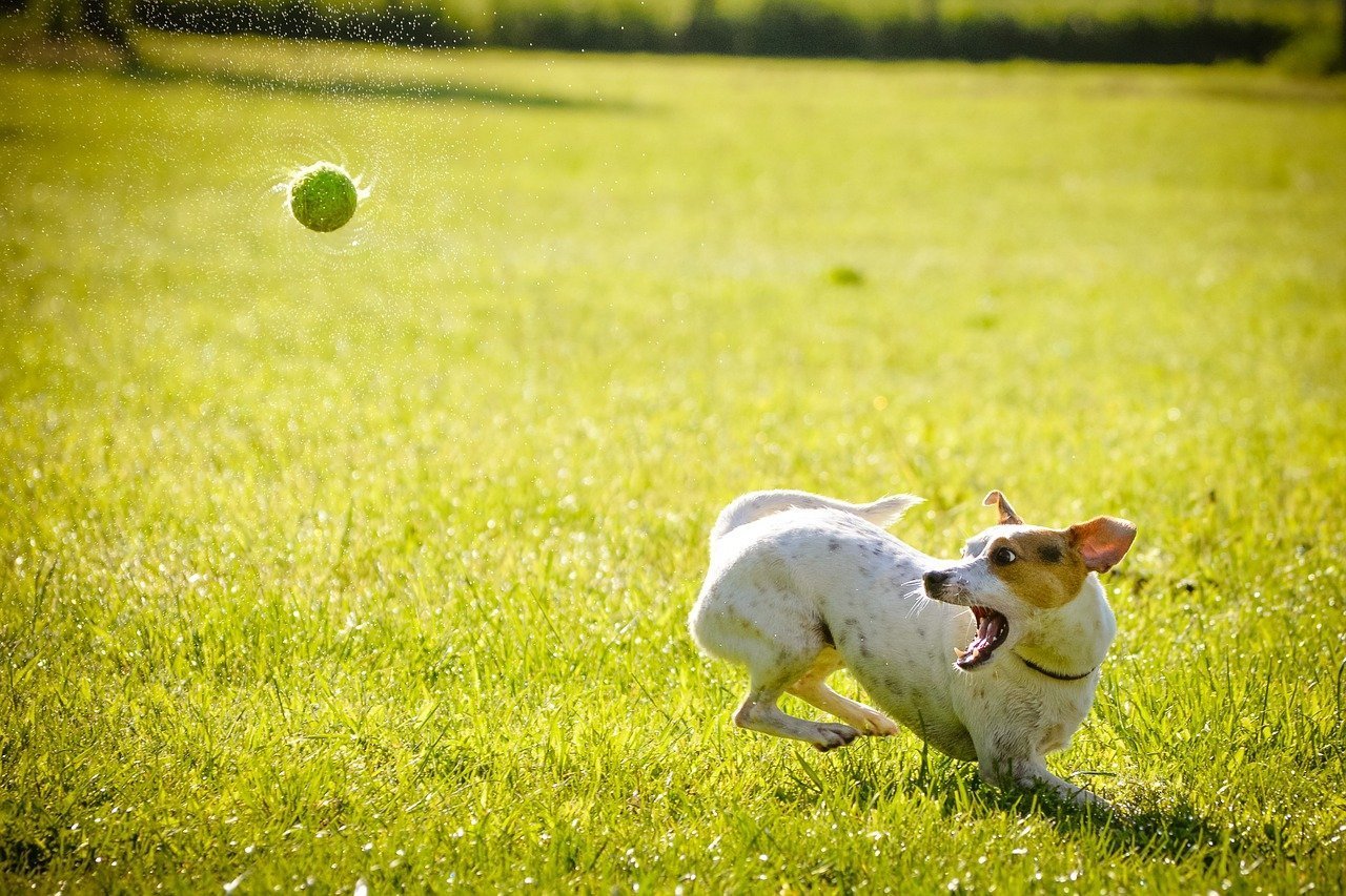 pies bawi się na trawie latem