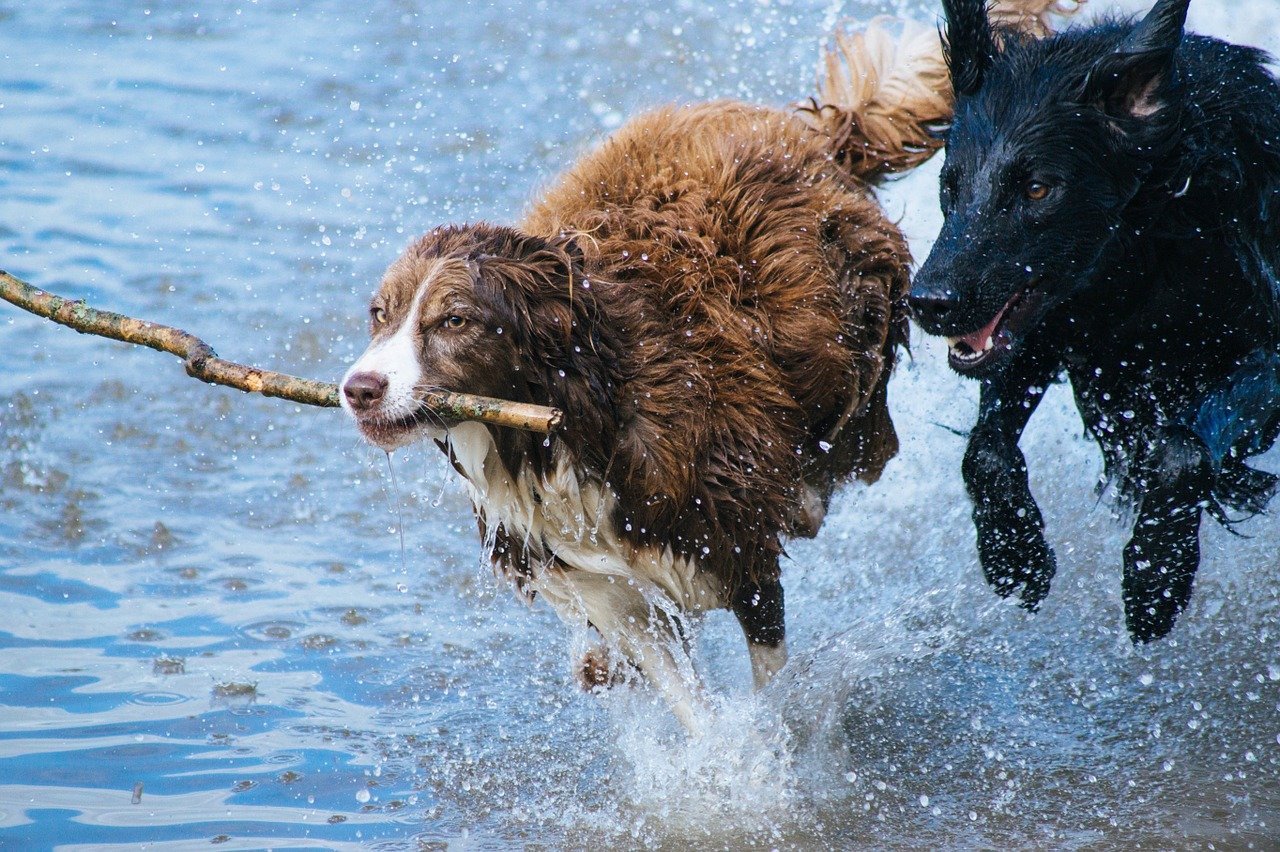 psy biegną w wodzie