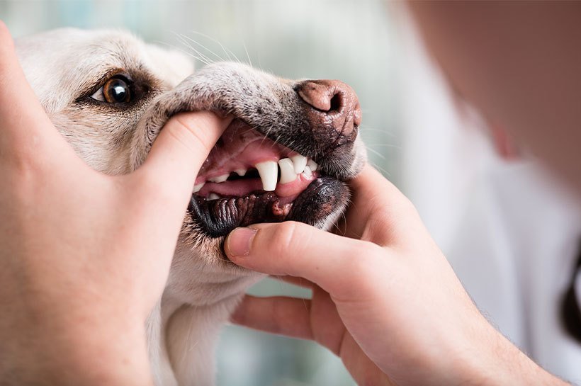 Zęby psa 