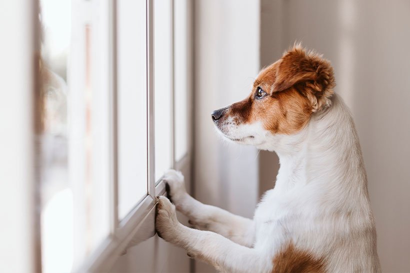 Pies wyglądający przez okno