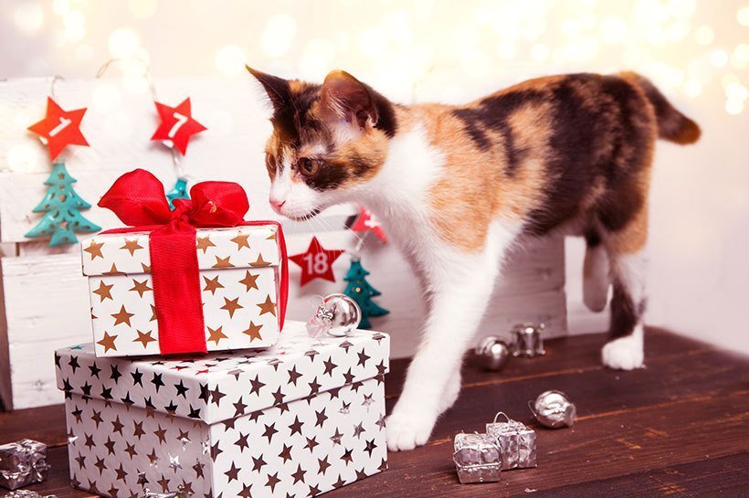 kot i prezenty bożonarodzeniowe