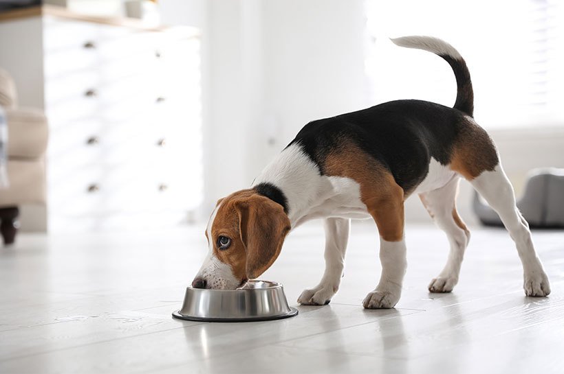 Probiotyk dla psa – wzmocnisz florę bakteryjna jelit
