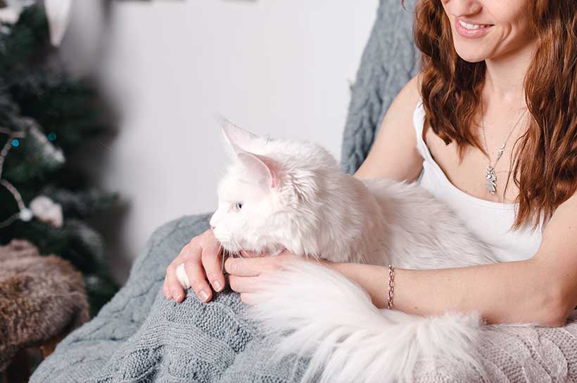 Biały kot leży na kolanach u kobiety