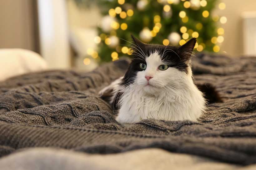 kot leży na kocu, choinka stoi w tle