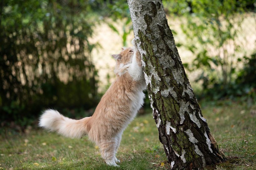 Kot w ogrodzie strzępiący pazurki o koronę drzewa 
