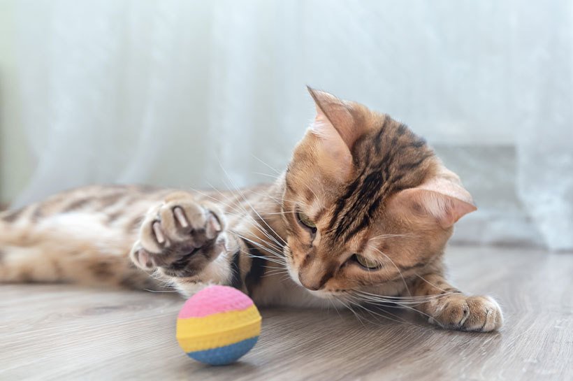 Mały kotek bawiący się kolorową piłeczką na podłodze  